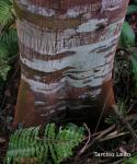 : - Stryphnodendron pulcherrimum