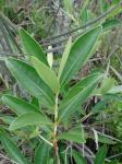 : - Eugenia calycina
