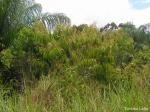 : - Miconia prasina
