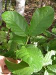 : - Campomanesia dichotoma