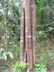 : - Aspidosperma discolor