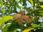 : - Magnolia ovata