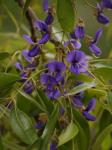 : - Bolusanthus speciosus
