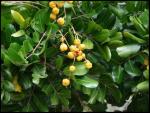Tuckeroobaum - Cupaniopsis anacardioides