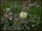 :-Eucalyptus orbifolia