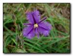 Fransenlilie - Thysanotus tuberosus