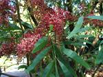 : - Grevillea heliosperma