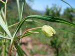 :-Manihot pentaphylla