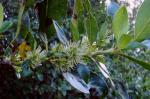 Karamu - Coprosma robusta