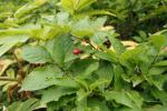 : - Lonicera maximowiczii