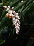 Muschelingwer - Alpinia zerumbet