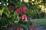 : - Syzygium unipunctatum