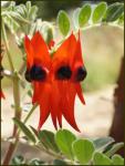 : - Swainsona formosa