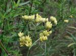 : - Achyrocline alata