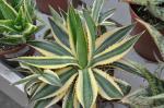 : - Agave univittata
