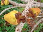 : - Annona crassiflora