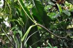 : - Anthurium upalaense