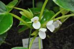 : - Begonia ampla
