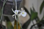 : - Brassavola flagellaris