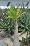 Vulkanpalme - Brighamia insignis