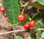 : - Blepharocalyx salicifolius