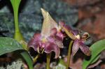 : - Bulbophyllum epicranthes var. sumatranum