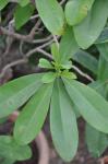 : - Canella winteriana
