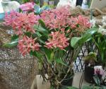 : - Guarianthe guatemalensis