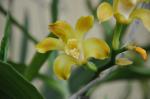 : - Chysis tricostata