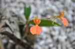 : - Comparettia speciosa