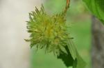 Baum-Hasel - Corylus colurna