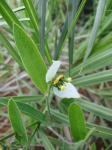 : - Dalechampia caperonioides