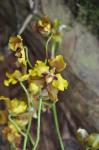 : - Cyrtochilum macranthum
