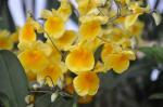 : - Maxillaria aggregata
