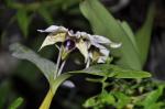 : - Dendrobium atroviolaceum