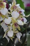:-Dendrobium eximium