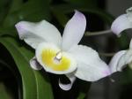 Dendrobium findleyanum-Dendrobium findlayanum