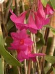: - Dendrobium pseudoglomeratum