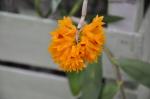 : - Dendrobium bullenianum