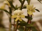 : - Dendrobium uniflorum