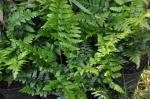 : - Dryopteris ludoviciana
