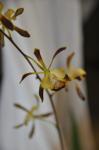 : - Encyclia ambigua