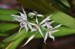 : - Prosthechea bulbosa