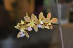 : - Encyclia advena