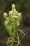 : - Habenaria hamata