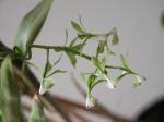 : - Epidendrum paniculatum