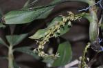 : - Eria philippinensis