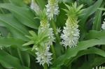 : - Eucomis zambesiaca