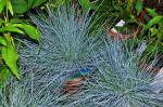 Blauschwingel - Festuca glauca