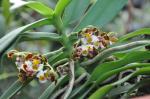 : - Gastrochilus bellinus